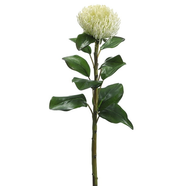 15 Protea Silk Flower Stem Pack of 12 Gray/Green 15 Protea Silk Flower Stem Pack of 12 Gray/Green